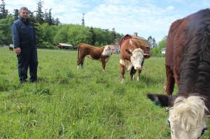 Bob Engle checks on his cows kept on leased land at Jenne Farm in Ebey&rsquo;s Reserve. Engle Farm sells meat through an on-line company, Crowd Cow, that allows people to buy individual cuts that are shipped to them.                                Photo by Patricia Guthrie/Whidbey News-Times