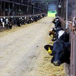After being raised on pastures, cattle selected for processing are housed and fed in finishing pens at the old dairy barn of Engle Family Farms on Fort Casey Road.