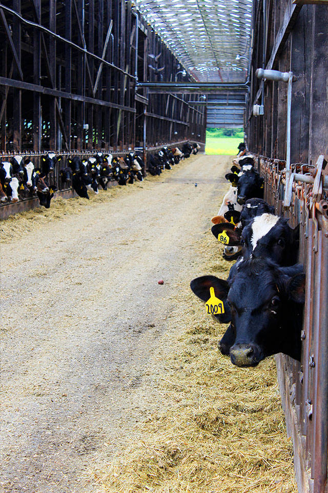 After being raised on pastures, cattle selected for processing are housed and fed in finishing pens at the old dairy barn of Engle Family Farms on Fort Casey Road.