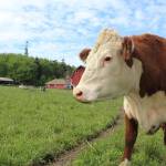 Engle Family Farms raises about 200 head of cattle, Angus, Hereford and some mixed.