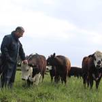 Bob Engle checks on his cows kept on leased land at Jenne Farm in Ebey&rsquo;s Reserve. Engle Farm sells meat through an on-line company, Crowd Cow, that allows people to buy individual cuts that are shipped to them.                                Photos by Patricia Guthrie/Whidbey News-Times