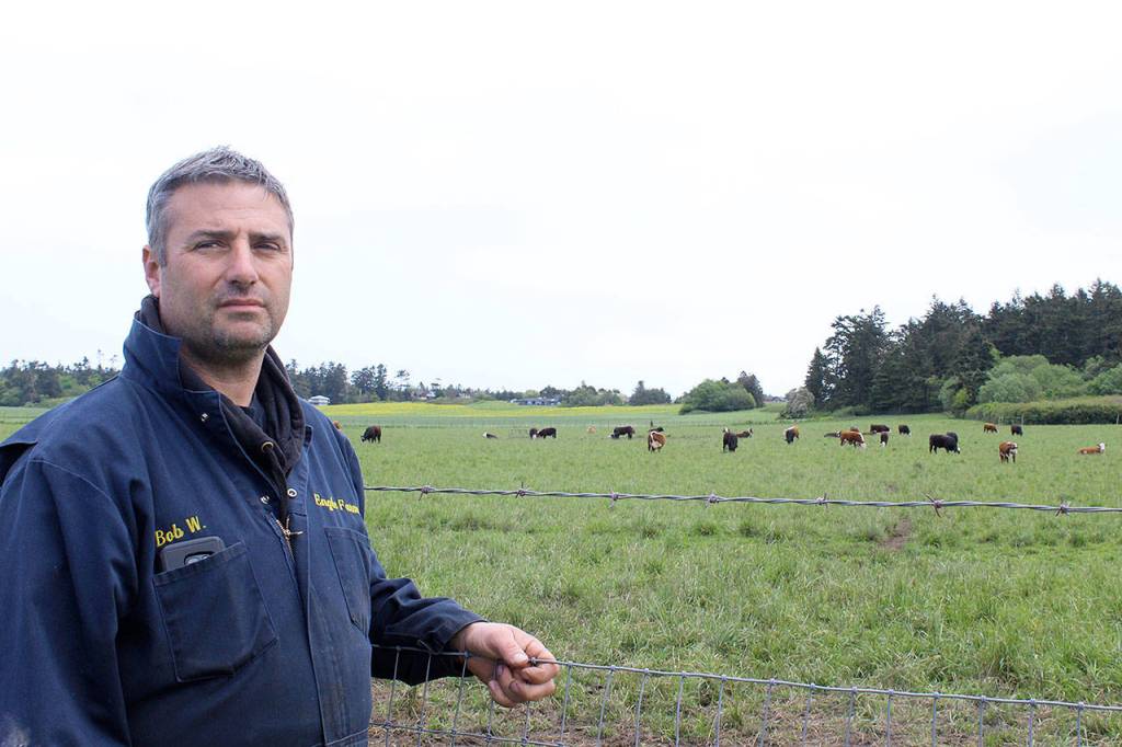 Bob Engle raises about 200 head of Angus and Hereford at several locations around Ebey&rsquo;s Reserve. Engle Family Farms has sold 61 cows in about a year with Crowd Cow, a Seattle-based start-up company.