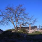 Planners propose change to oak tree protection code