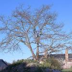 Planners propose change to oak tree protection code