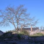 Planners propose change to oak tree protection code