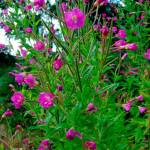 Hairy willow-herb, sometimes mistaken for fireweed, is a semi-aquatic perennial herb that is considered a Class B noxious weed in Island County. Photo courtesy U.S. Department of Agriculture.