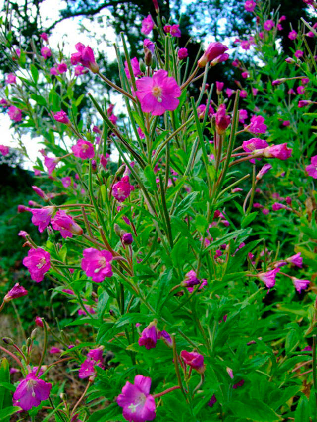 Hairy willow-herb, sometimes mistaken for fireweed, is a semi-aquatic perennial herb that is considered a Class B noxious weed in Island County. Photo courtesy U.S. Department of Agriculture.