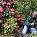 Photo by Kyle Jensen / Whidbey News Group &mdash; Volunteer Barbara Douglas pulls weeds at Meerkerk. Douglas is also a master gardener with Washington State University Extension.
