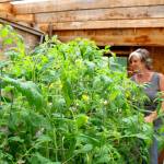 Tomatoes thrive in the greenhouse of Patti Lang, one of many wooden structures built over the past 20 years. Lang&rsquo;s many plants, pond and forest will be featured during Saturday&rsquo;s Oak Harbor Garden Tour. Her stop will also host refreshments and live music. Photo by Patricia Guthrie/Whidbey News-Times