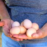 A morning&rsquo;s collection of eggs from &ldquo;the girls,&rdquo; nine chickens that regularly roam around the property.