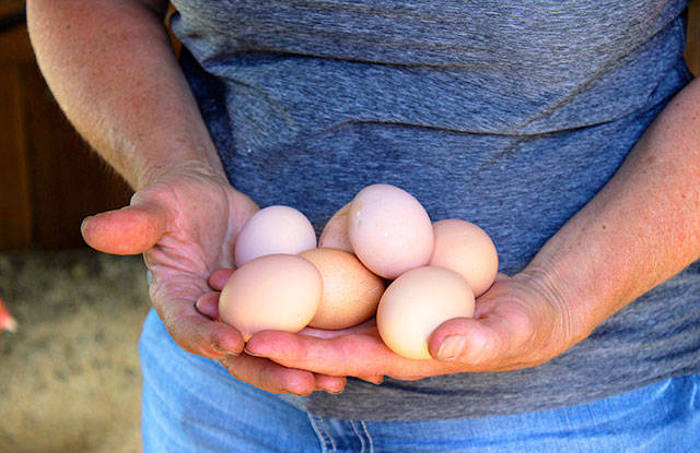 A morning&rsquo;s collection of eggs from &ldquo;the girls,&rdquo; nine chickens that regularly roam around the property.