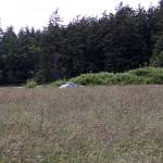 An Island County Sheriff&rsquo;s deputy searches a field for the suspect of a hit-and-run accident on South Main Street in Coupeville Thursday. The suspect was later found nearby and arrested. Photo by Ron Newberry/Whidbey News-Times. Photo by Ron Newberry/Whidbey News-Times