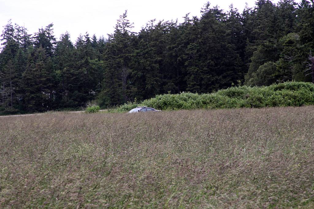 An Island County Sheriff&rsquo;s deputy searches a field for the suspect of a hit-and-run accident on South Main Street in Coupeville Thursday. The suspect was later found nearby and arrested. Photo by Ron Newberry/Whidbey News-Times. Photo by Ron Newberry/Whidbey News-Times