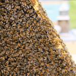 Couple leaves buzz of Seattle to create own buzz on Whidbey