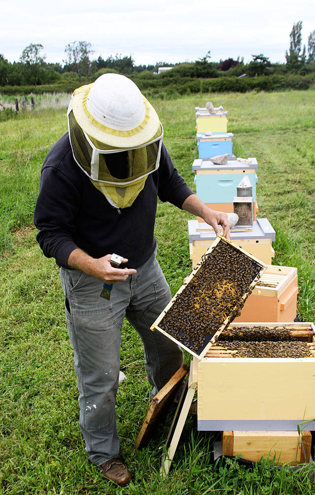 Couple leaves buzz of Seattle to create own buzz on Whidbey