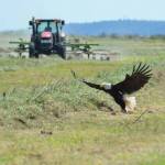 The eagles of the island discovered some local cuisine Tuesday in the field behind Heritage Bank in Oak Harbor. Here&rsquo;s one that scored an appetizer just as the tractor approaches. Photo by Sandi Mitchell‎