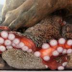 A Pacific giant octopus is the main attraction this spring at the Sea Lab at the Camp Casey Conference Center near Coupeville. The Sea Lab and other attractions at the former Fort Casey will be open for the public to view during an open house from noon-4 p.m. Friday, June 16. Photo by Ron Newberry/Whidbey News-Times