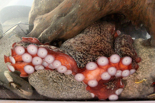 A Pacific giant octopus is the main attraction this spring at the Sea Lab at the Camp Casey Conference Center near Coupeville. The Sea Lab and other attractions at the former Fort Casey will be open for the public to view during an open house from noon-4 p.m. Friday, June 16. Photo by Ron Newberry/Whidbey News-Times