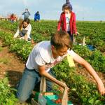 Farm’s Strawberry Daze July 1 uniting food, fun