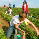 Daniel Welch, 13, reaches over a row of strawberries Monday to pick the big, juicy ones as part of his summer job at Bell&rsquo;s Farm in Coupeville. The farm is hosting it&rsquo;s inaugural Strawberry Daze community event from 10 a.m. to 4 p.m. Saturday, July 1 at Bell&rsquo;s Farm, 892 N. West Beach Road. Photo by Daniel Warn/Whidbey News-Times