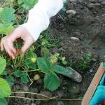 Emma Edwards, a 14-year-old Oak Harbor resident, picks a strawberry Monday for her summer job at Bell&rsquo;s Farm in Coupeville. Photo by Daniel Warn/Whidbey News-Times