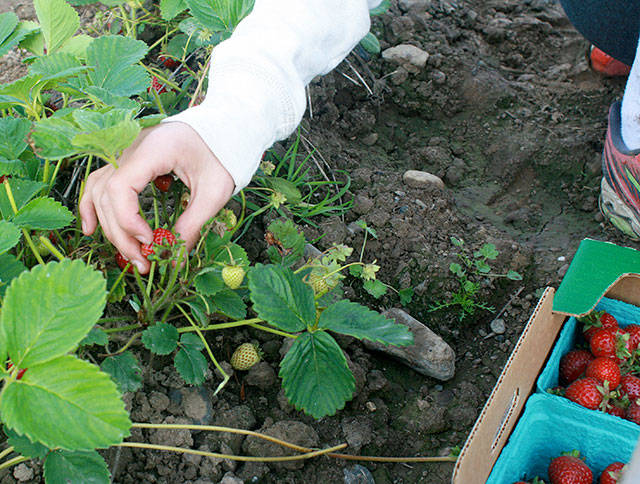 Emma Edwards, a 14-year-old Oak Harbor resident, picks a strawberry Monday for her summer job at Bell&rsquo;s Farm in Coupeville. Photo by Daniel Warn/Whidbey News-Times