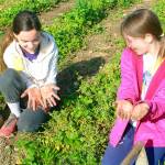 From left: Emma Edwards, 13, and Haley Riffel, 14, show off the grime on there hands after some hard work picking strawberries Monday as part of their summer jobs at Bell&rsquo;s Farm in Coupeville. Photo by Daniel Warn/Whidbey News-Times