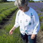 Sarah Richards examines the different rows of lavender at her farm, explaining how each variety blooms at a different pace. She anticipates lavender blooming throughout her new summer concert series. Photo by Megan Hansen/Whidbey News-Times