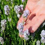 Lavender on schedule for Blooming Season Concerts