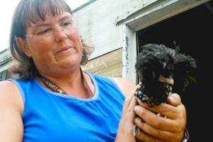 Oak Harbor woman taking barnyard to Whidbey fair