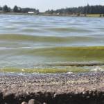 Toxic algae bloom results in Lone Lake closure