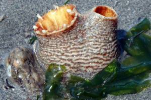 Island Unseen: The science of the clams