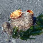 Island Unseen: The science of the clams