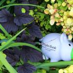 Peoples Bank launches pig hunt in parks