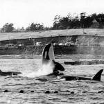 Killer whales are herded into nets and selected for marine park sales in Penn Cove on Aug. 8, 1970. Photo by Wallie Funk/Whidbey News-Times