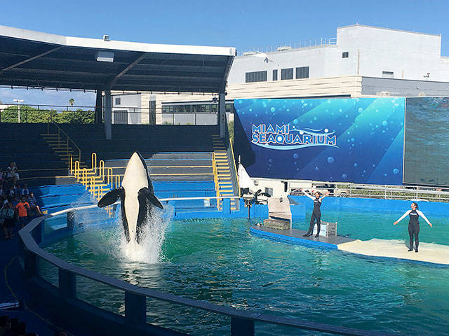 Lolita performing at Miami Seaquarium where she has lived for 47 years.                                Photo provided
