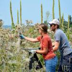 REI employees Matthew Thurston and Katie Stewart clip and bag invasive plant species to help the Whidbey Camano Land Trust with land restoration near Dugualla Bay. Photo by Laura Guido/Whidbey News-times