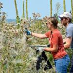 REI employees lend hand to invasive weed control