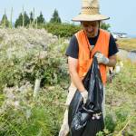 Kyle Ostermick-Durkee, of the Whidbey Camano Land Trust, bags Canada thistle as part of a land restoration effort near Dugualla Bay. Photo by Laura Guido/Whidbey News-Times