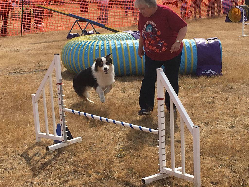 Rikki the Australian Shepherd and his trainer Peggi Lavier run the agility course at a public event for the first time. Rikki did well, even if he was a bit distracted by the crowd. Photo by Daniel Warn/ Whidbey News-Times