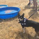 Koda contemplates whether or not to go for a wiener. Photo by Daniel Warn/Whidbey News/Times