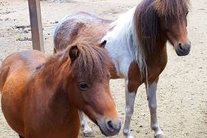 Miniature horses in need of a new home