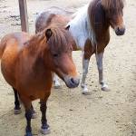Miniature horses in need of a new home