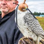 Sammy Holloway with a hybrid gyrfalcon.