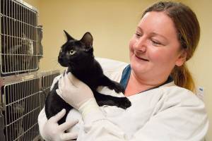 WAIF providing shelter to Texas hurricane cats
