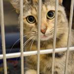 Trisha eagerly reaches outside her cage to get some attention. The young adult female cat is one of 13 that will soon be available for adoption.                                Trisha eagerly reaches outside her cage to get some attention. The young adult female cat is one of 13 that will soon be available for adoption.