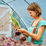 Kylie Neal inspects drying onions at Kettle&rsquo;s Edge Farm Monday. Fresh produce from the farm will be served at a four-course dinner at Oystercatcher as part of Whidbey Island Grown Week, running Sept. 29-Oct. 8. Photo by Laura Guido/Whidbey News-Times