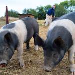 Two pigs look for treats as their owner Bruce Eckholm looks on Monday afternoon at Eckholm Farm. There will be tours of the farm available as part of Whidbey Island Grown Week, happening Sept. 29-Oct. 8. Photo by Laura Guido/Whidbey News-Times