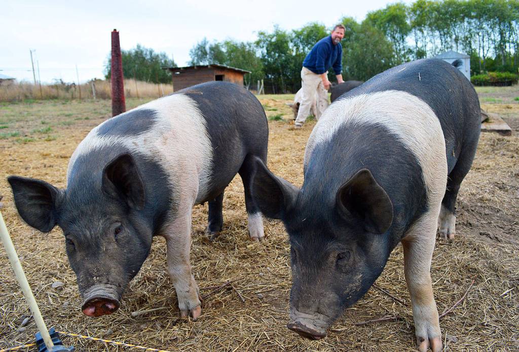 Two pigs look for treats as their owner Bruce Eckholm looks on Monday afternoon at Eckholm Farm. There will be tours of the farm available as part of Whidbey Island Grown Week, happening Sept. 29-Oct. 8. Photo by Laura Guido/Whidbey News-Times