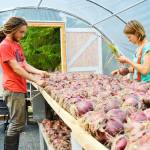Seth Campbell and Kylie Neal sort through drying onions at Kettle&rsquo;s Edge Farm Monday. The farm is one of several local organizations participating in Whidbey Island Grown Week, which runs from Sept. 39-Oct. 8. Photo by Laura Guido/Whidbey News-Times